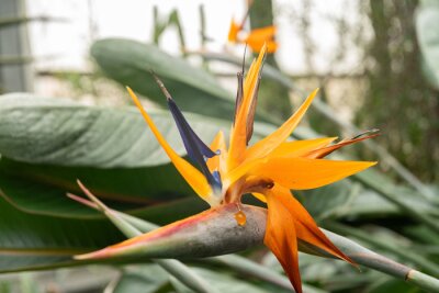 Papier peint  Crane flower or Strelitzia Reginae plant in Saint Gallen in Switzerland