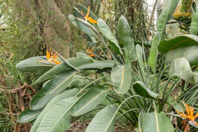Papier peint  Crane flower or Strelitzia Reginae plant in Saint Gallen in Switzerland