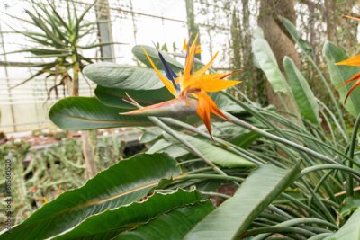 Papier peint  Crane flower or Strelitzia Reginae plant in Saint Gallen in Switzerland