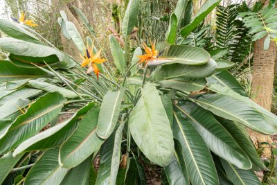 Papier peint  Crane flower or Strelitzia Reginae plant in Saint Gallen in Switzerland