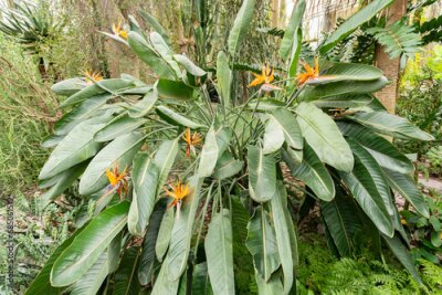 Papier peint  Crane flower or Strelitzia Reginae plant in Saint Gallen in Switzerland