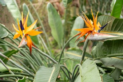 Papier peint  Crane flower or Strelitzia Reginae plant in Saint Gallen in Switzerland