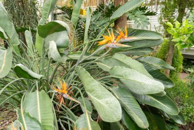 Papier peint  Crane flower or Strelitzia Reginae plant in Saint Gallen in Switzerland