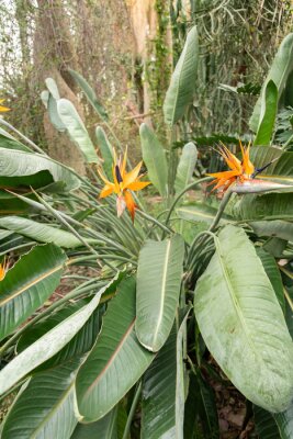 Papier peint  Crane flower or Strelitzia Reginae plant in Saint Gallen in Switzerland