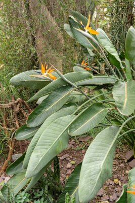 Papier peint  Crane flower or Strelitzia Reginae plant in Saint Gallen in Switzerland