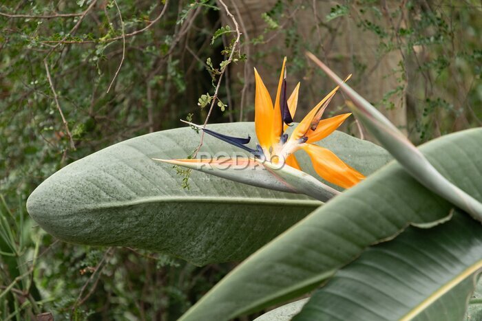 Papier peint  Crane flower or Strelitzia Reginae plant in Saint Gallen in Switzerland
