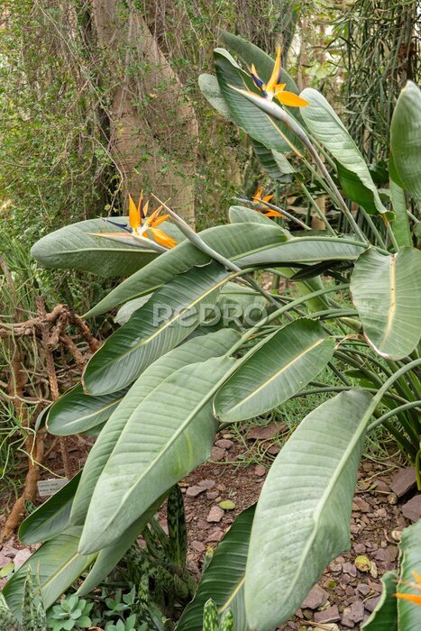 Papier peint  Crane flower or Strelitzia Reginae plant in Saint Gallen in Switzerland