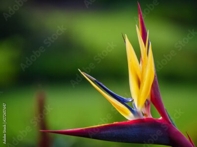 Papier peint  Crane flower (Strelitzia juncea). Cape Town. Western Cape. South Africa
