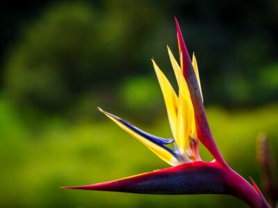 Papier peint  Crane flower (Strelitzia juncea). Cape Town. Western Cape. South Africa