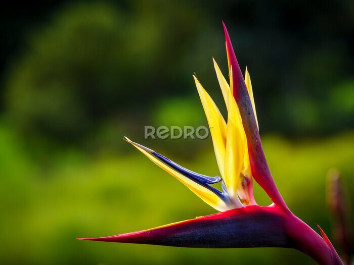 Papier peint  Crane flower (Strelitzia juncea). Cape Town. Western Cape. South Africa