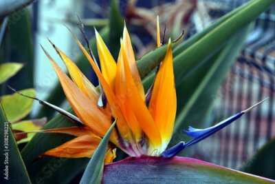 Papier peint  Crane flower (Strelitzia reginae) in the garden on the Madeira Island, Portugal.