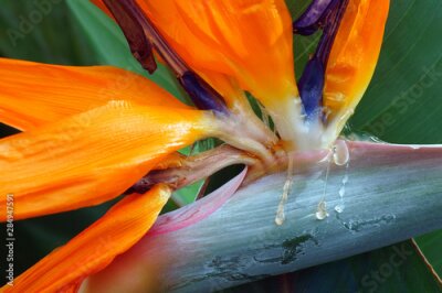 Papier peint  Crane flower (Strelitzia reginae). Known as Bird of paradise also.