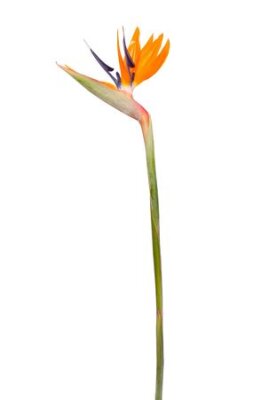 Papier peint  Crane or Bird of Paradise Flower ( Strelitzia reginae ) isolated on white background