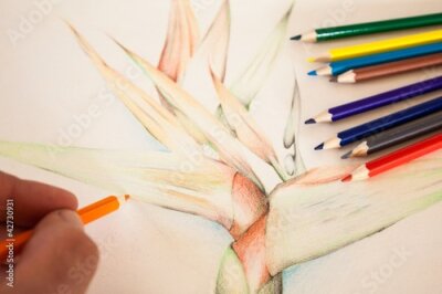 Papier peint  crayon de dessin à la main Strelitzia couleur