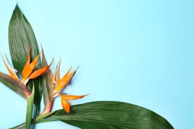Papier peint  Creative composition with strelitzia flowers and tropical leaves on blue background