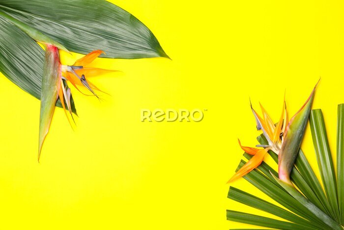 Papier peint  Creative composition with strelitzia flowers and tropical leaves on yellow background, flat lay