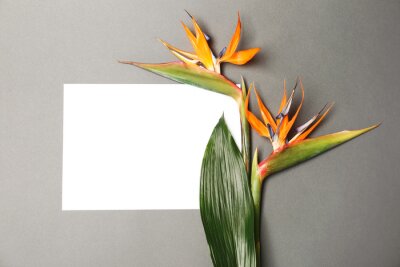 Papier peint  Creative flat lay composition with strelitzia flowers and tropical leaf on gray background