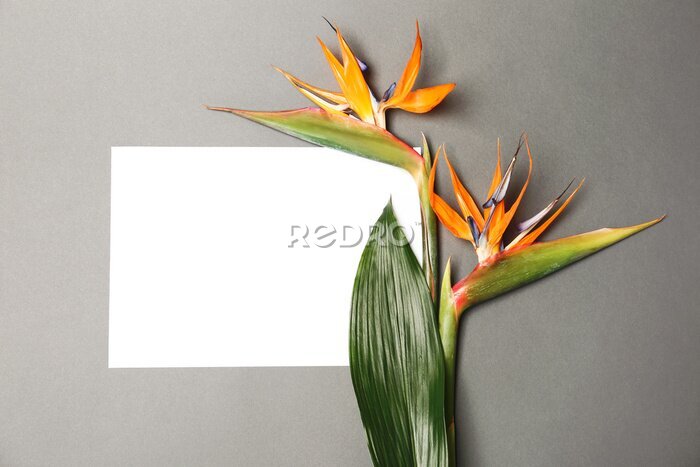 Papier peint  Creative flat lay composition with strelitzia flowers and tropical leaf on gray background