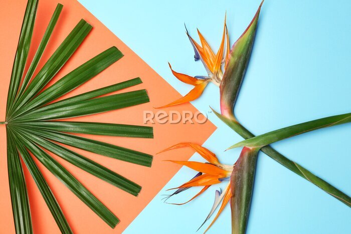 Papier peint  Creative flat lay composition with tropical leaf and strelitzia flowers on color background