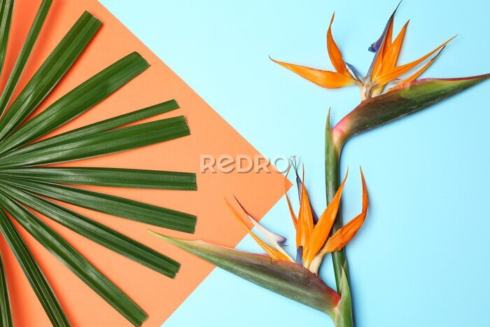 Papier peint  Creative flat lay composition with tropical leaf and strelitzia flowers on color background