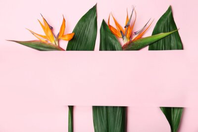 Papier peint  Creative flat lay composition with tropical leaves and strelitzia flowers on color background