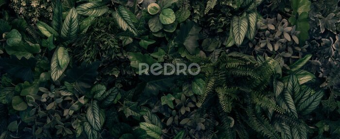 Papier peint  Creative nature green background, tropical leaf banner or floral jungle pattern concept.