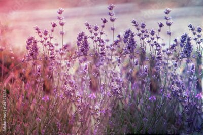 Papier peint  Creatve toned laveder field. Beautiful detail of scented lavender flowers field
