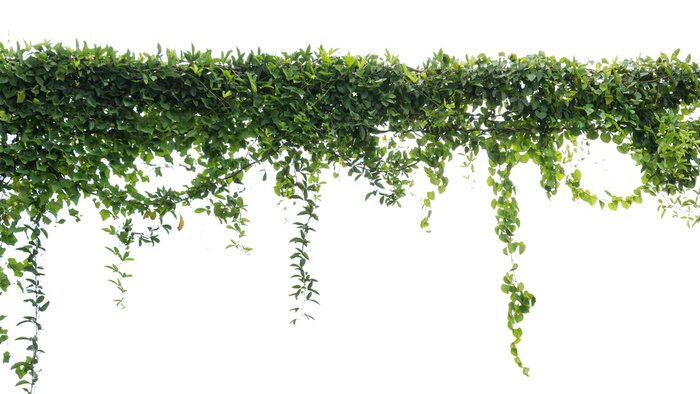 Papier peint  Creepers sur un fond clair