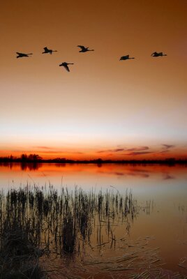 Crépuscule au bord du lac avec un troupeau de canards