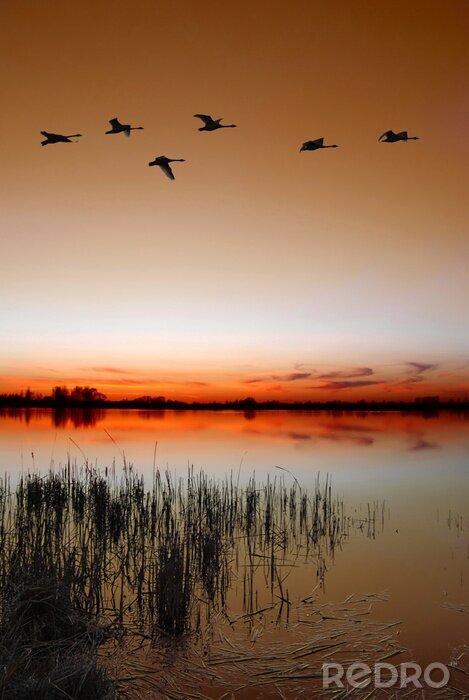 Papier peint  Crépuscule au bord du lac avec un troupeau de canards