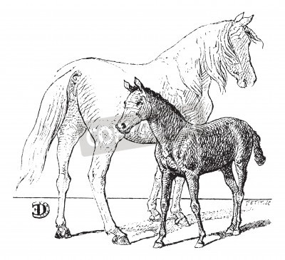 Papier peint  Croquis de chevaux noir et blanc