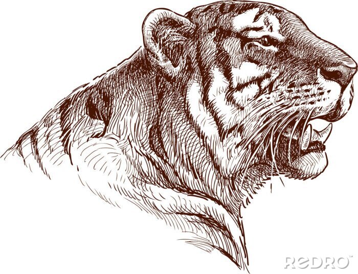 Papier peint  Croquis de tête de tigre