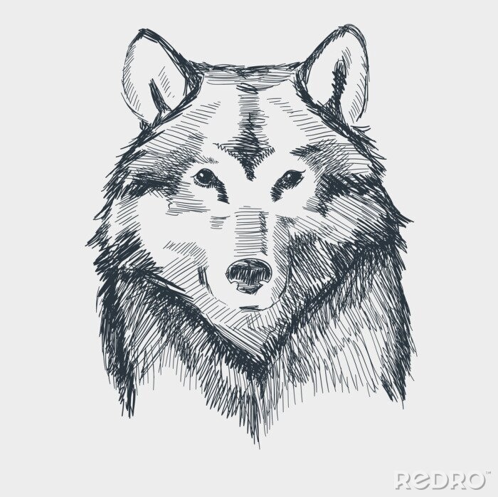 Papier peint  Croquis noir et blanc loup