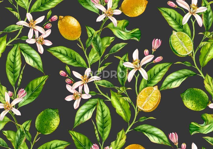Papier peint  Culture de citrons et limes