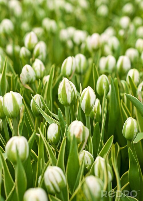 Papier peint  Culture des tulipes