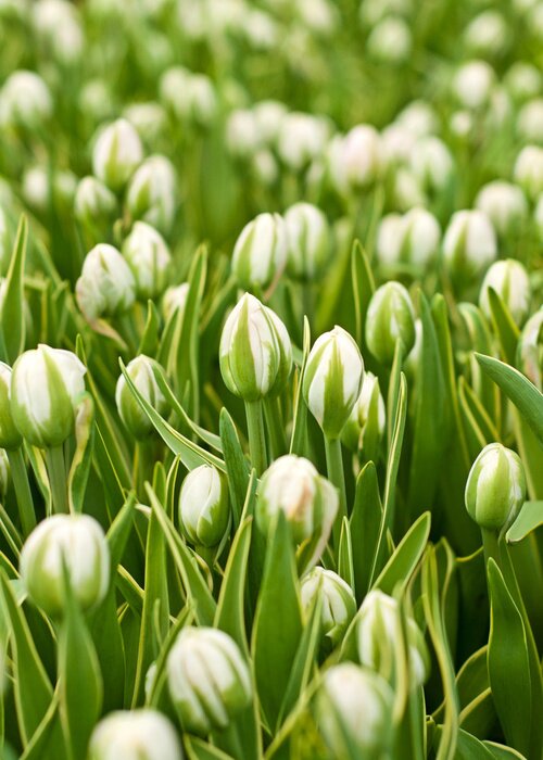 Papier peint  Culture des tulipes