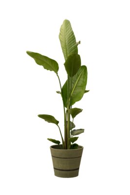 Papier peint  Cut out Strelitzia plant in a pot, home decoration isolated