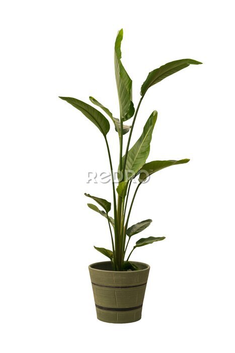 Papier peint  Cut out Strelitzia plant in a pot, home decoration isolated