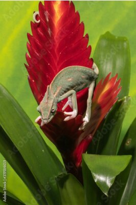 Papier peint  Cute Green Chameleon on plant