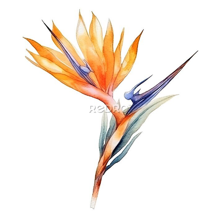 Papier peint  Cute watercolor strelitzia flower. Illustration Generative AI.
