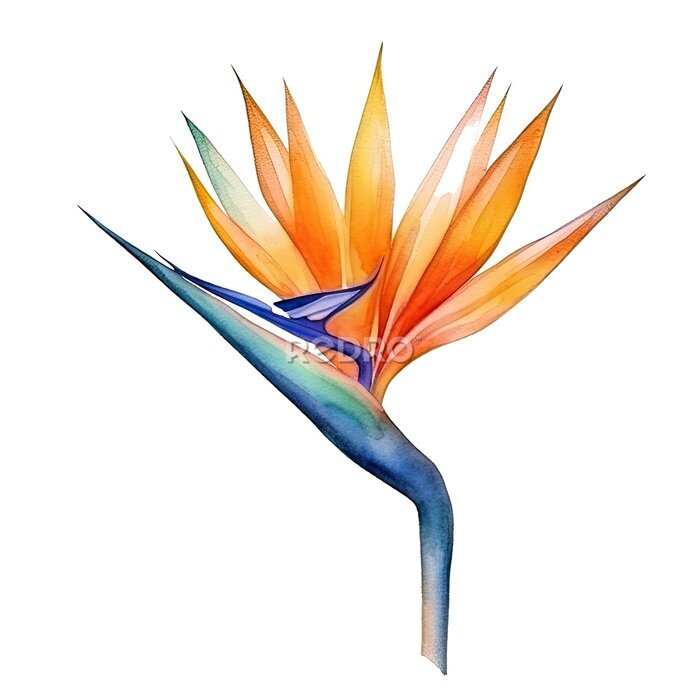 Papier peint  Cute watercolor strelitzia flower. Illustration Generative AI.