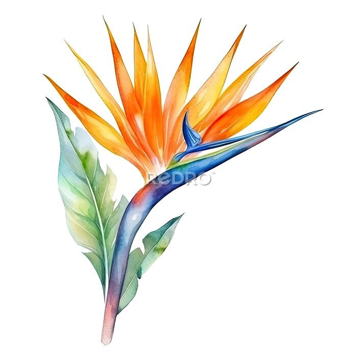 Papier peint  Cute watercolor strelitzia flower. Illustration Generative AI.