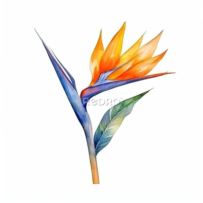 Papier peint  Cute watercolor strelitzia flower. Illustration Generative AI.
