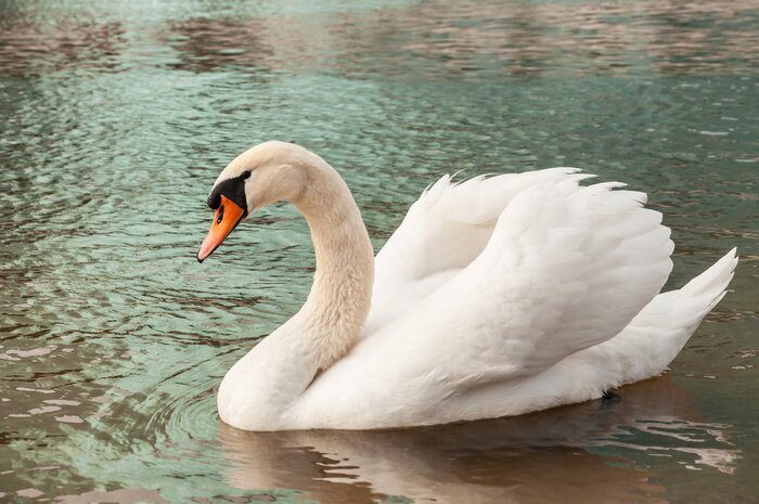 Papier peint  Cygne blanc duveteux