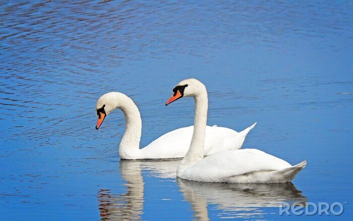 Papier peint  Cygnes avec une eau bleue en arrière-plan