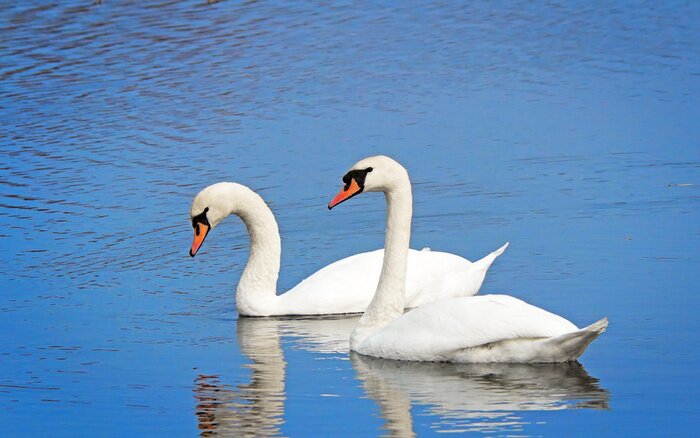 Papier peint  Cygnes avec une eau bleue en arrière-plan