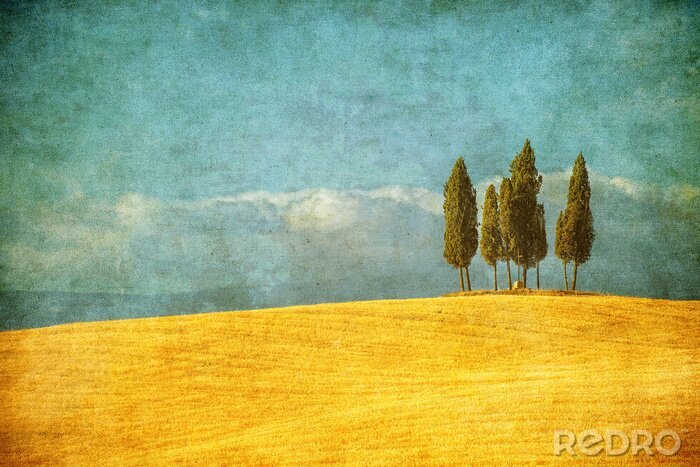Papier peint  Cyprès et champs jaunes de Toscane