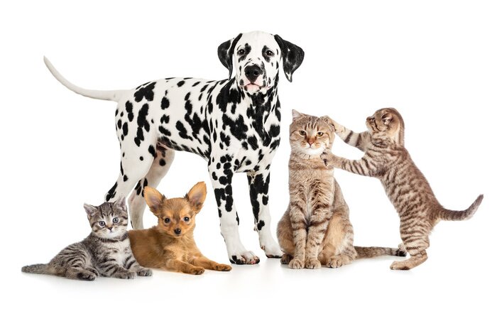 Papier peint  Dalmatien et chats