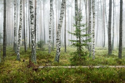 Papier peint  Dark atmospheric landscape of the evergreen forest in a fog at sunrise. Pine, spruce, maple, birch trees and colorful plants close-up. Ecology, autumn, ecotourism, environmental conservation in Europe