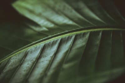 Papier peint  Dark moody green leaf of a palm. Strelitzia. Bird of paradise plant. Houseplant.